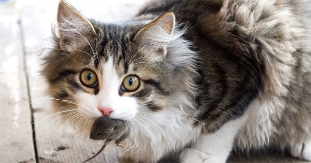 Nằm mơ thấy mèo bắt chuột