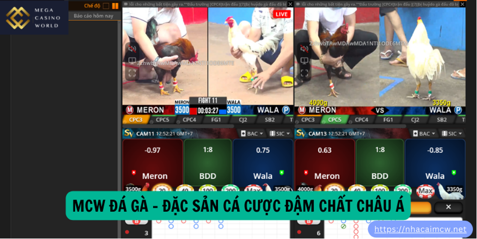 Mcw Đá Gà – Đặc Sản Cá Cược Đậm Chất Châu Á